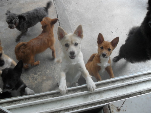 Dogs at KAWA shelter in Seoul. (KAWA)