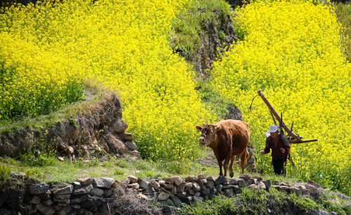 A view of Jeju Island when canola flowers are in full bloom (Korea Tourism Organization)