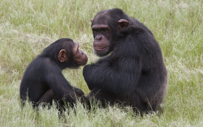 Chimpanzees sit at the Chimp Eden rehabilitation center near Nelspruit, South Africa, where a man was brutally attacked by two chimpanzees on Thursday. (AP-Yonhap News)