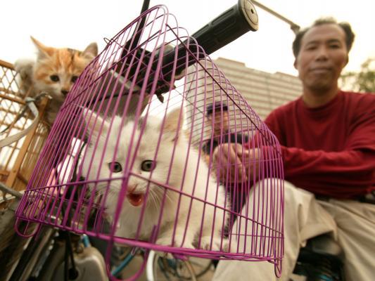 An enterprising Chinese man sells kittens on the corner of an intersection in central Beijing. (UPI)