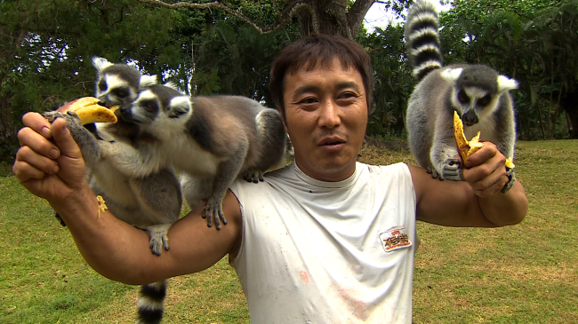 “Law of the Jungle” lead star Kim Byung-man feeds a trio of ring-tailed lemurs in Madagascar. (SBS)
