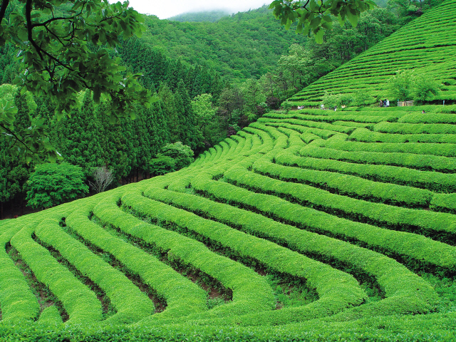 One of the green tea fields at the Daehan Tea Plantation in Boseong, South Jeolla Province (Boseong District Culture and Travel Center)