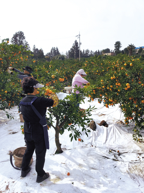 Workers tend to mandarin orange trees at NongHyup-Jeju Citrus’ farm on Jejudo Island. (NongHyup-Jeju Citrus)