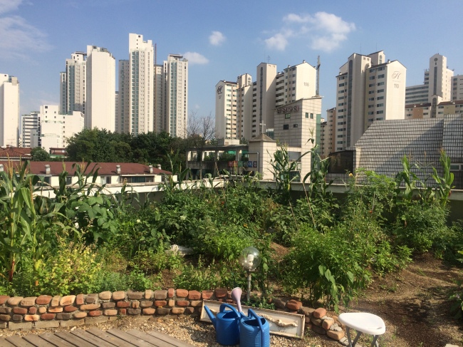 A rooftop farm run by the urban farming organization Pajeori is located on the top floor of a four-story office building, surrounded by high-rise apartment buildings in Mapo-gu, Seoul. (Courtesy of Pajeori)