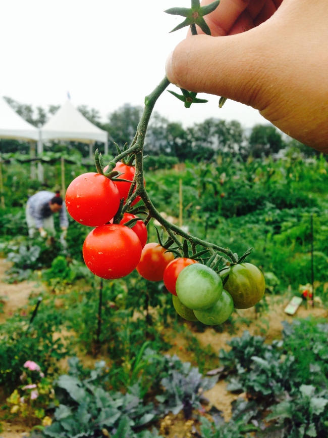Cherry tomatoes harvested from a Pajeori rooftop farm (Courtesy of Pajeori)