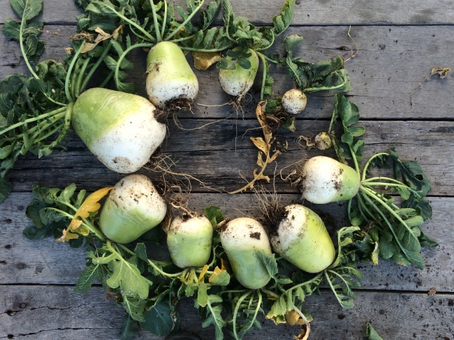 Different sizes of radish harvested from a Pajeori rooftop farm (Courtesy of Pajeori)