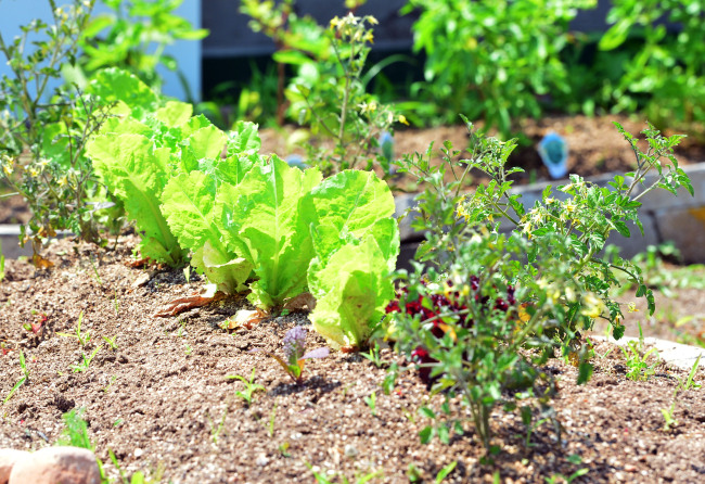 Lettuce grows on a Pajeori rooftop farm. (Yoon Byung-chan/The Korea Herald)