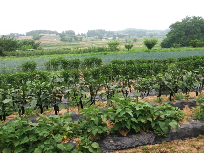 Organic farming in Anseong, Gyeonggi Province (Christine Cho)
