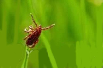 This undated file photo shows a tick that could carry a virus of severe fever with thrombocytopenia syndrome. (Yonhap)