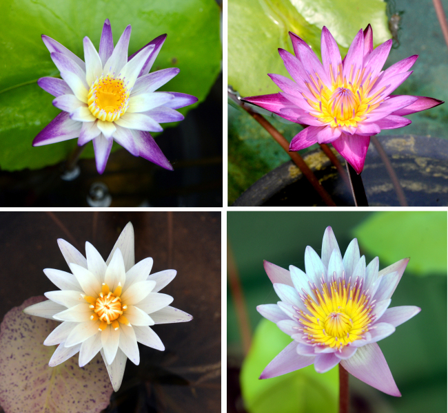 How to Say Lotus Flower in Korean