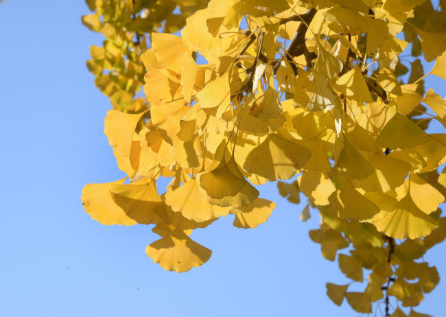 The Female Ginkgo Tree's Acrid Smell of Success - The New York Times