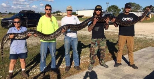 미국 플로리다에서 포획된 5.2ｍ짜리 비단뱀[폭스뉴스 캡처](사진=연합뉴스)