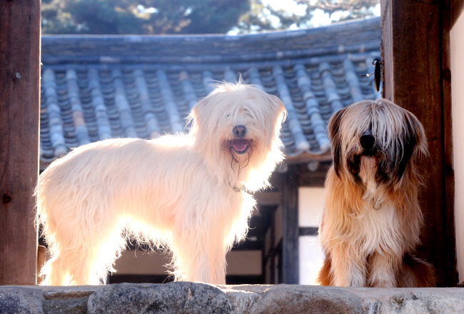 Sapsaree Dogs at Korean Folk Village attached to Yeongnam University in Gyeongsan, North Gyeongsang Province (Park Hyun-koo/The Korea Herald)