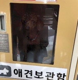 The poodle is shown pictured inside a Lotte Mart pet locker. (Yonhap)