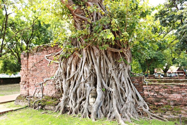The head of a Buddha statue is entangled in tree roots in Wat Mahathat (Son Ji-hyoung/The Korea Herald)