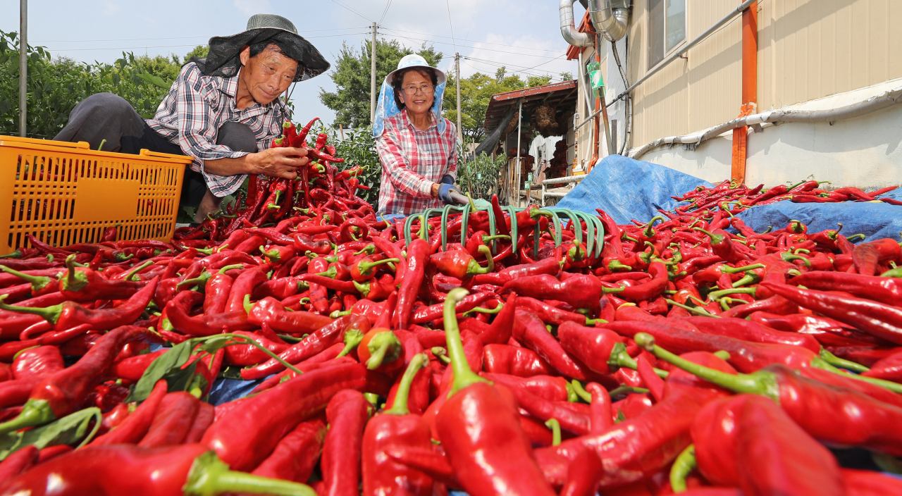 Late summer is the peak harvest season for red chilli peppers in South Korea. (Yonhap)