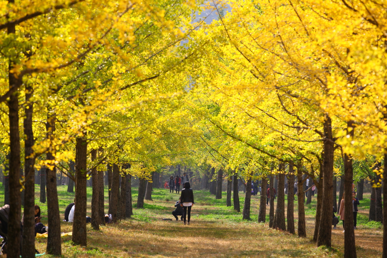 Gingko Forest in Hongcheon, Gangwon Province