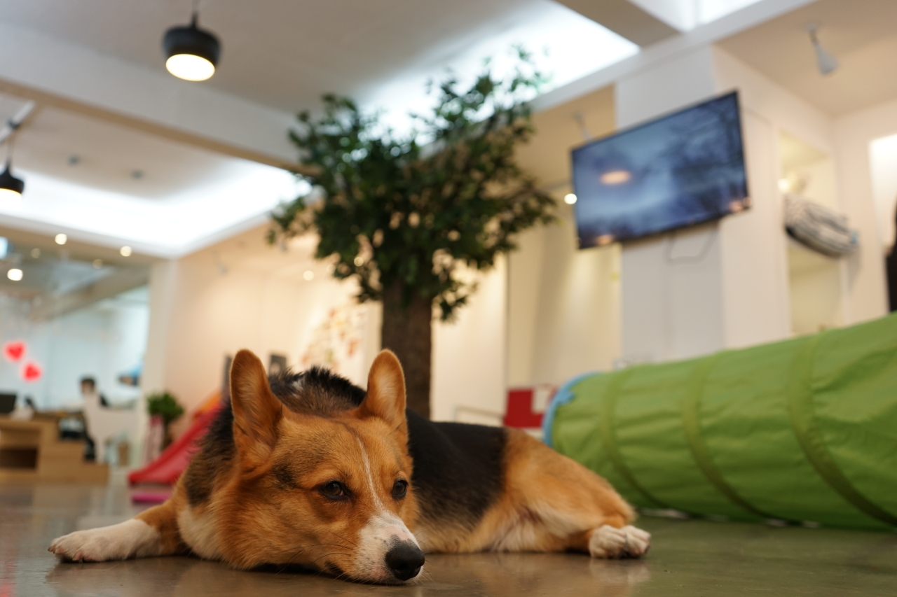 A dog rests inside Happy Puppy day care center in Nonhyeon-dong, Seoul. (Happy Puppy)
