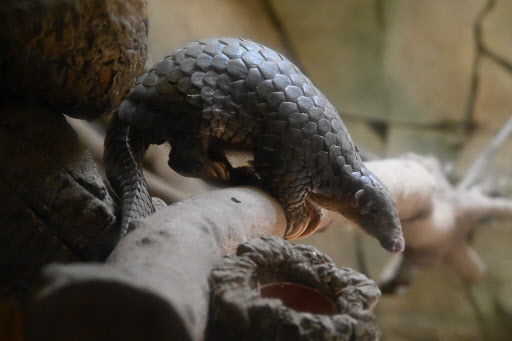 The endangered pangolin may be the link that facilitated the spread of the novel coronavirus across China. (AFP-Yonhap)