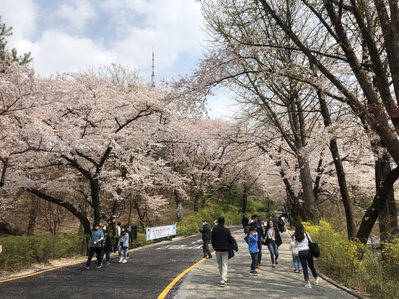People walk on a path lined with blossoming cherry trees leading to N Seoul Tower on Saturday afternoon. (Ock Hyun-ju/The Korea Herald)