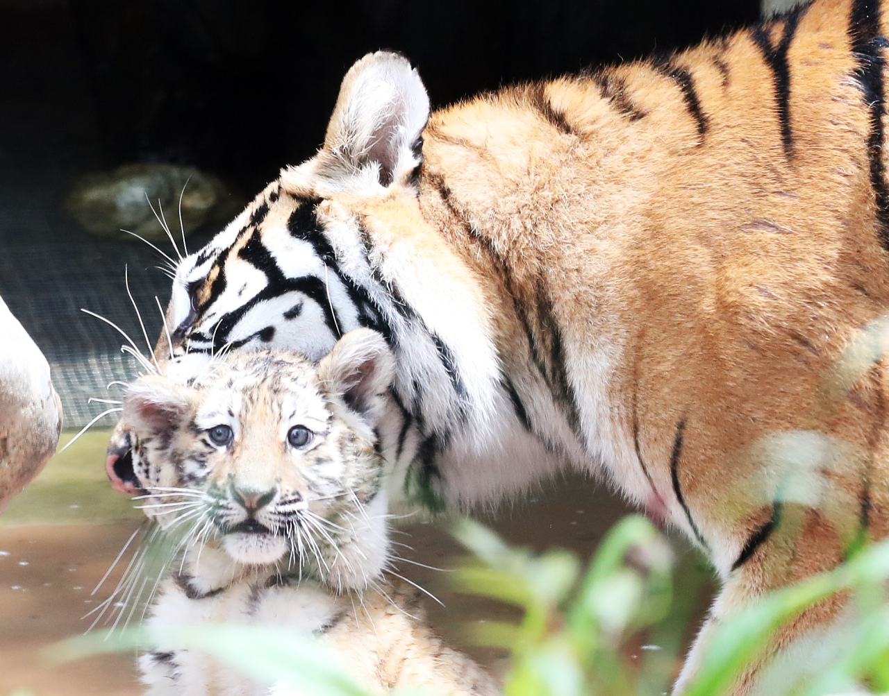 Photo News] Tiger family at S. Korean amusement park