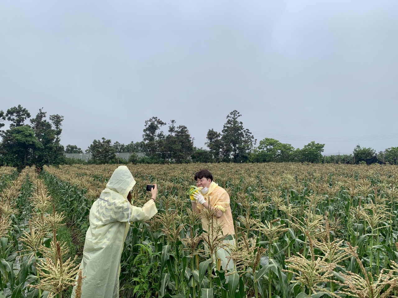 A tourist picks corn at the Mulme Healing Farm. (Im Eun-byel/The Korea Herald)