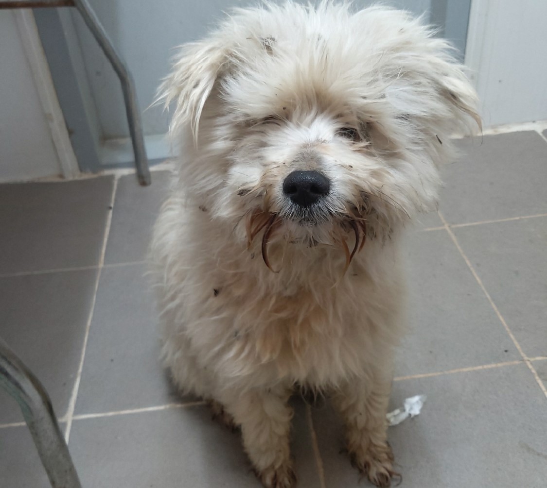 A photo of a white Maltese mix waiting for euthanasia uploaded on online animal adoption platform, Pawinhand (Animal shelter in Jangseong-gun)