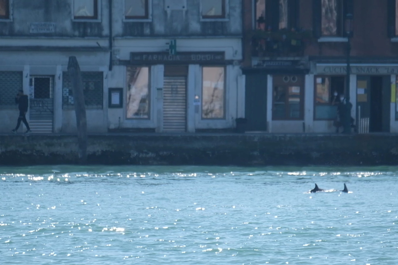 지난 22일(현지시간) 베네치아 산마르코광장 앞 카날 그란데 입구에서 포착된 한쌍의 돌고래. (로이터-연합뉴스)