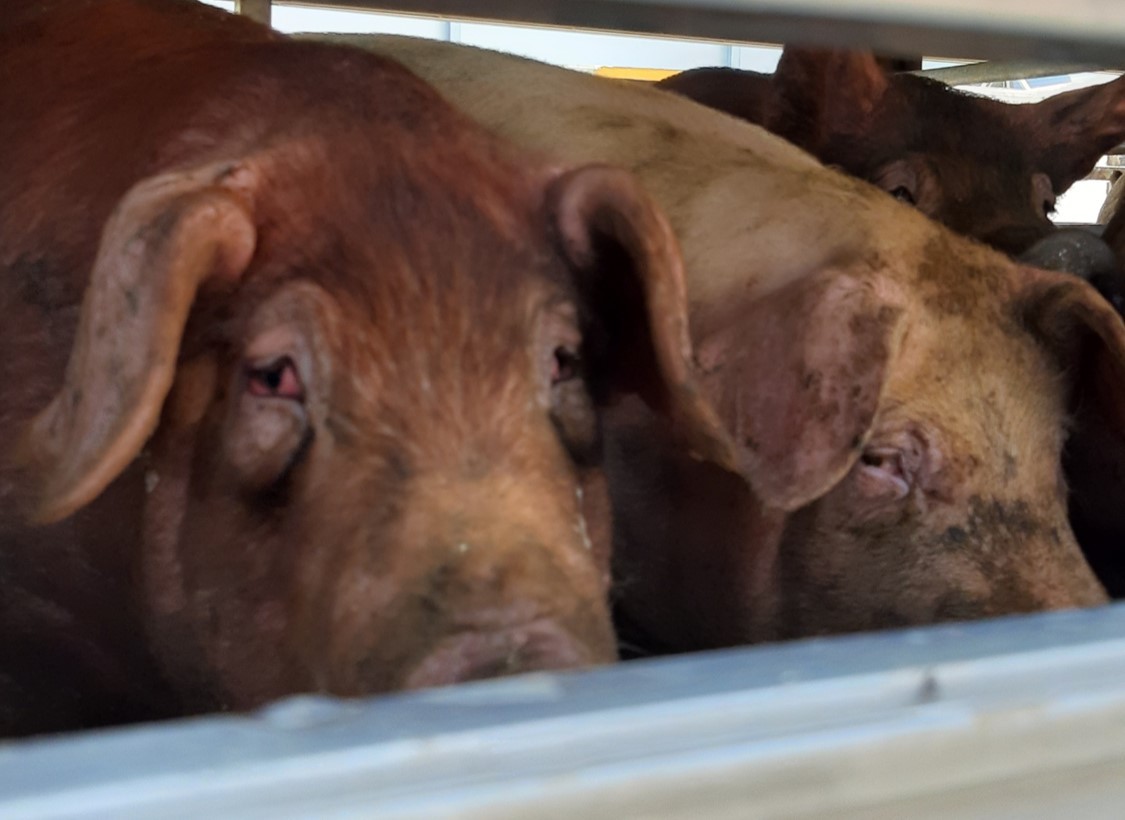 Pigs wait to be slaughtered at a slaughterhouse. (Shin Ji-hye/The Korea Herald)