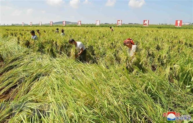 This undated file photo, released by North Korea's official Korean Central News Agency on Sept. 9, 2019, shows farmers picking up fallen rice at a paddy after the powerful Typhoon Lingling passed through the Korean Peninsula on Sept. 7. (KCNA-Yonhap)