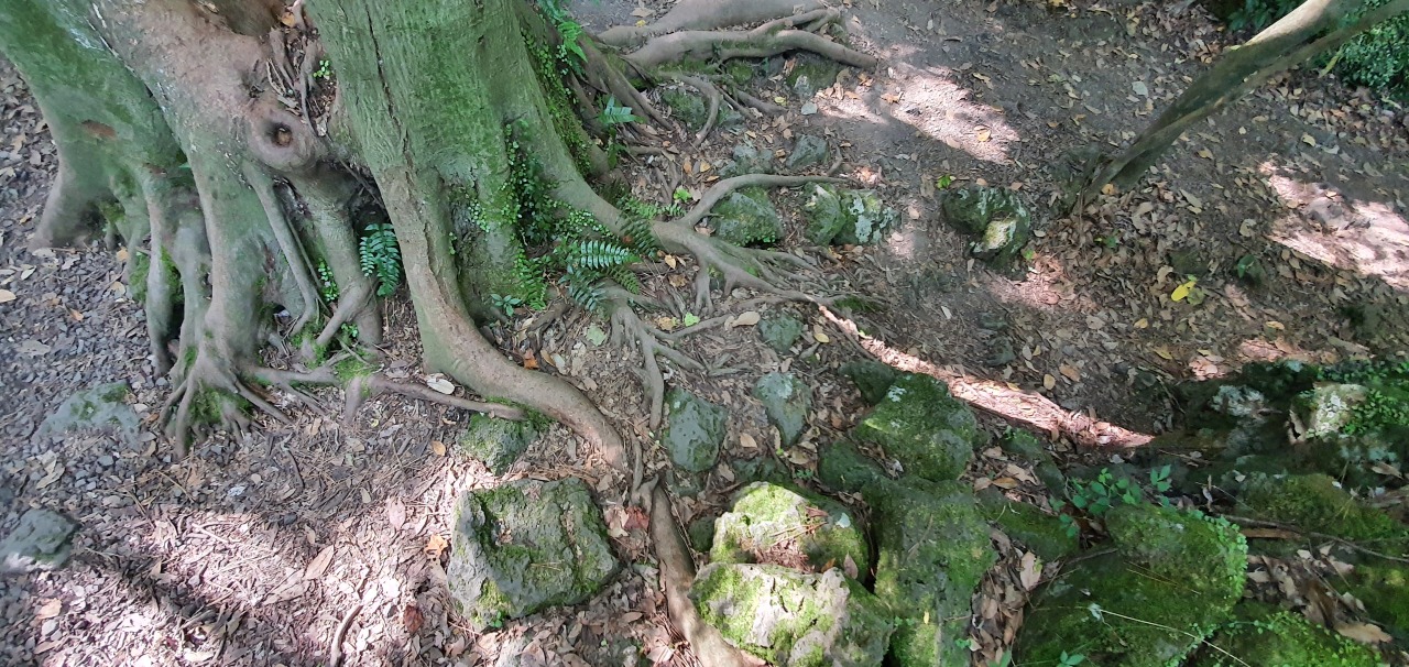 Tree roots are exposed above ground. (Kim Hae-yeon/The Korea Herald)