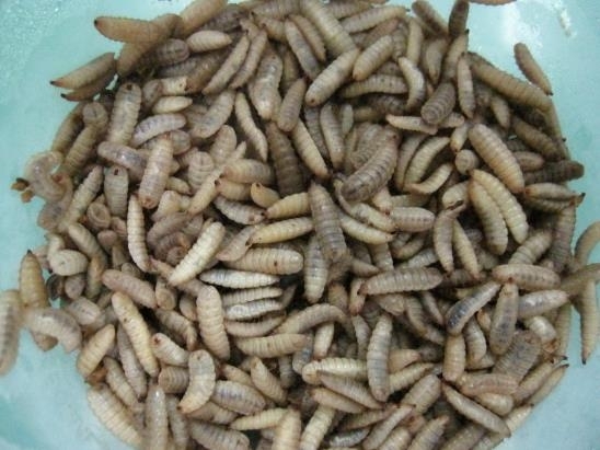 [Feature] From bugs to delicacies, insect proteins find niche in pet food market