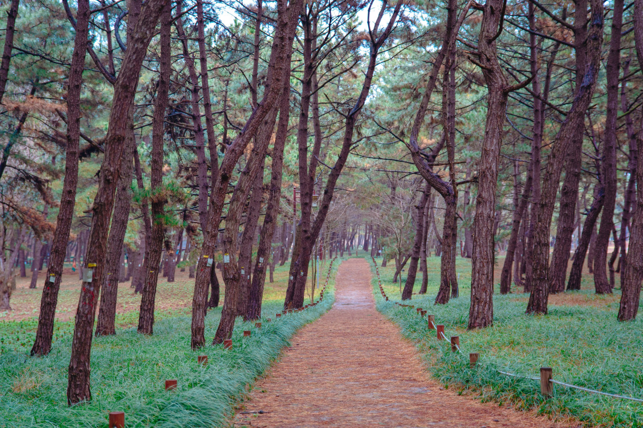 Corridors of sea pines in Janghang Recreational Pine Forest (Korea Tourism Organization)
