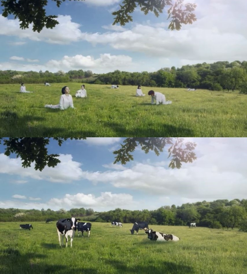 Eight people in white clothes relax on the green in an advertisement video promoting organic milk from Seoul Dairy Cooperative. The scene later switches into eight cows lying down on grass. (Screen capture)