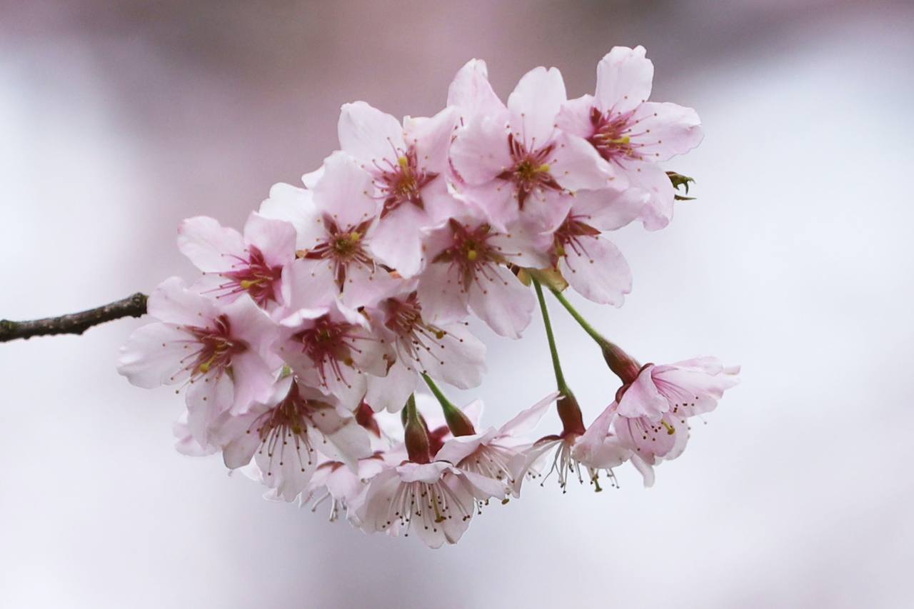 천연기념물 제주도 할라산에서 가장 오래된 왕벚나무 중 하나.  159의 꽃 사진 © 공형원