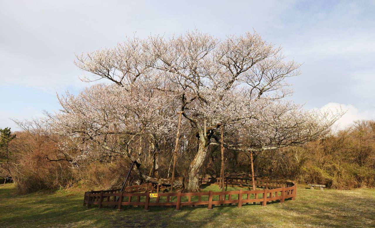 Natural Monument No. 159, one of the oldest native royal cherry trees in Jeju Island's Hallasan Photo © Hyungwon Kang