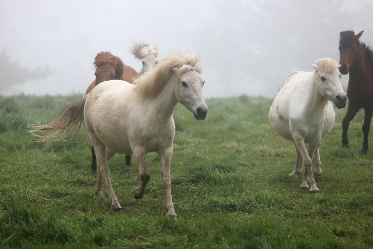 (Jeju horses, which have unusually long forelocks and horse feathers that partially cover their hooves, run on Jeju Island. Photo © Kang Hyungwon)