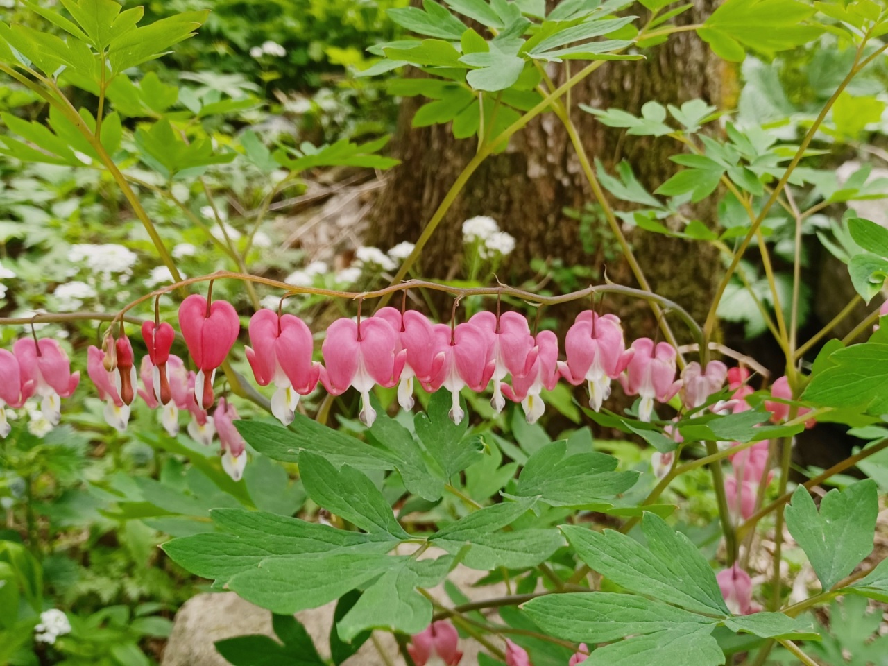Visitors can see bleeding hearts in full bloom from April to May.  (Lee Si-jin/The Korea Herald)