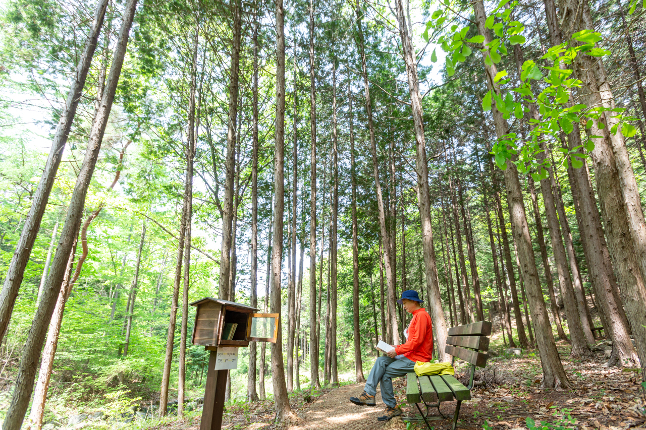 A visitor pauses to read at Gyeongcheon Cypress Forest on April 28. (Wanju)