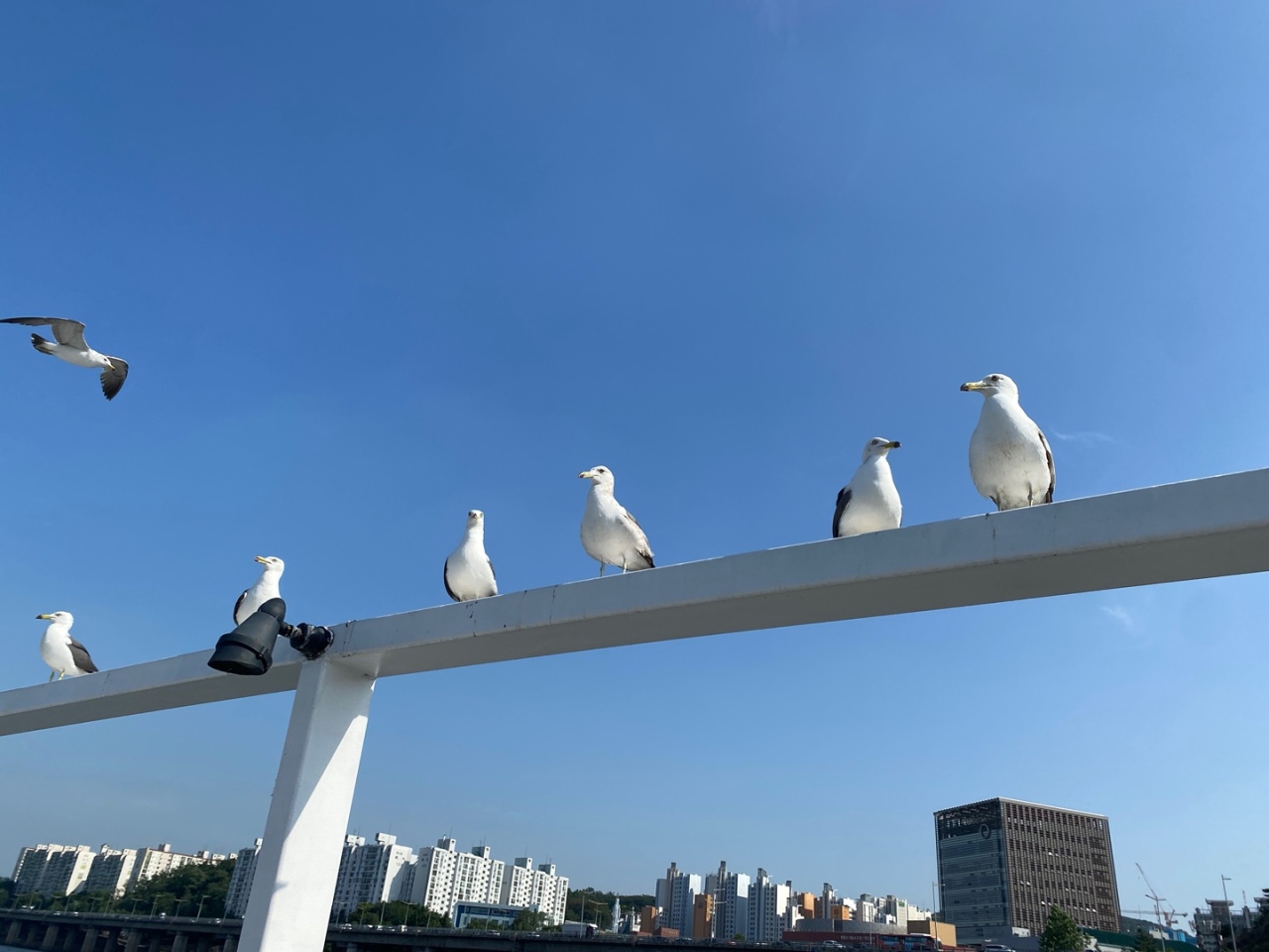 Seagulls sit on the rails of a river cruise ferry. (Yim Hyun-su/The Korea Herald)