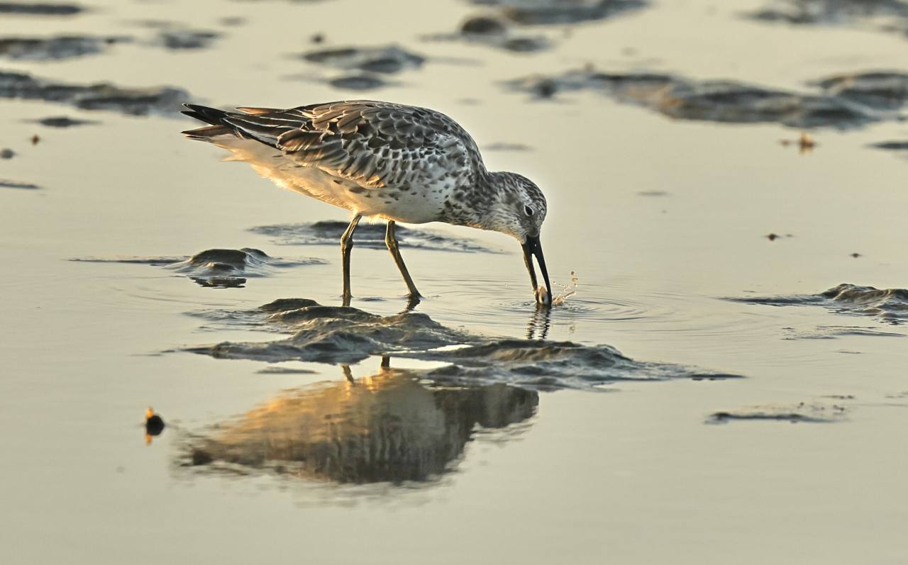 A great knot hunts for food in the mud flats at Gochang. Photo @ Hyungwon Kang