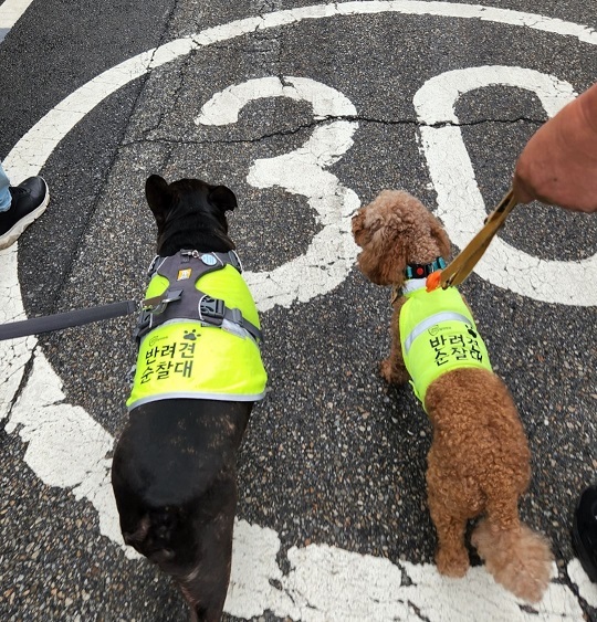 Oh-gu and Woong are on patrol with their owners on Thursday in Seongnae-dong, Gangdong-gu in eastern Seoul. (Choi Jae-hee / The Korea Herald)