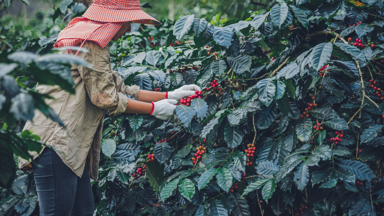 한 농부가 커피나무에서 열매를 따고 있다. [123RF]