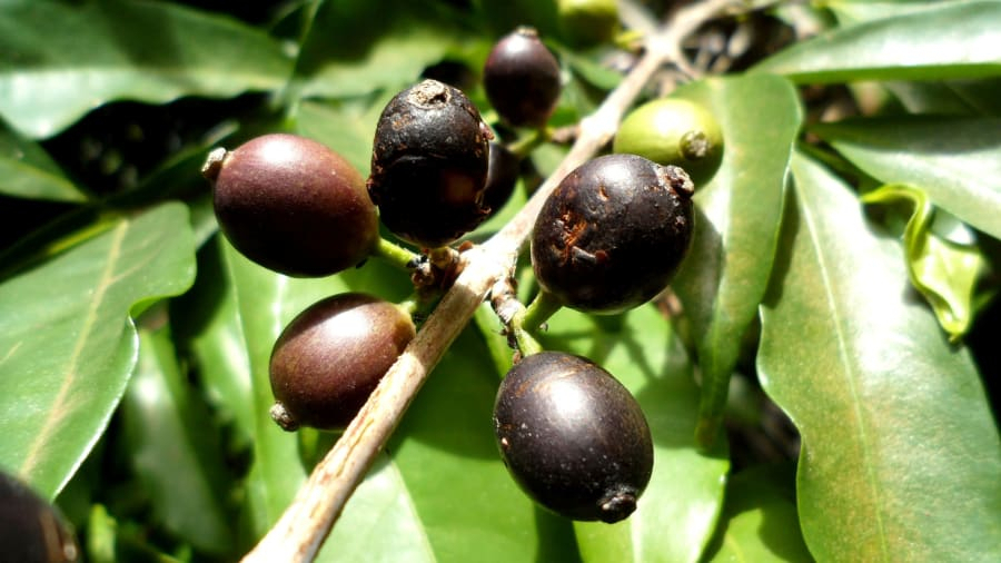 60여년만에 자생 군락지가 발견된 스테노필라커피나무의 열매. [사진=E. Couturon, IRD]