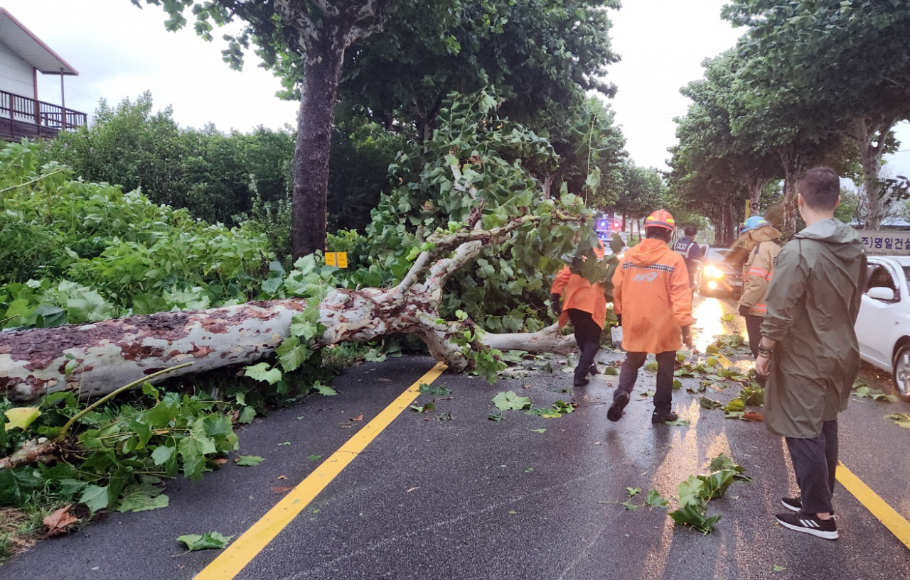 A big tree is knocked down by the typhoon in Cheongju.
