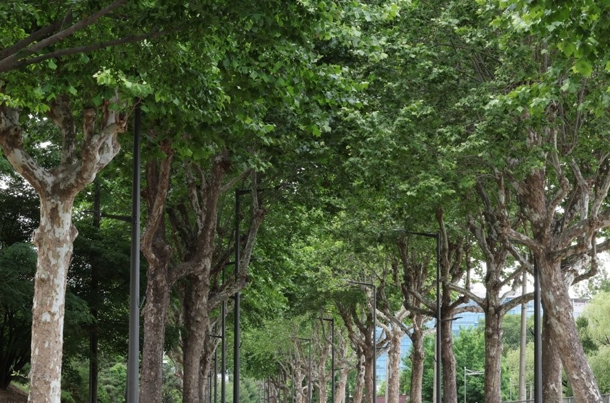 Street trees in Seoul. (Yonhap)