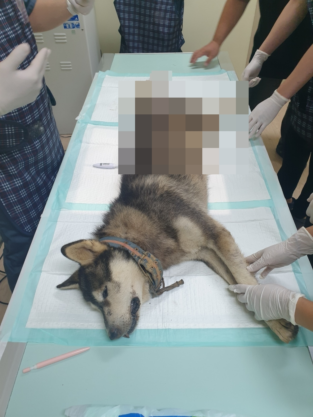 This Aug.26 photo provided by the Jeju City shows an operation on a dog who was found with an arrow piercing out of his body. (Yonhap)