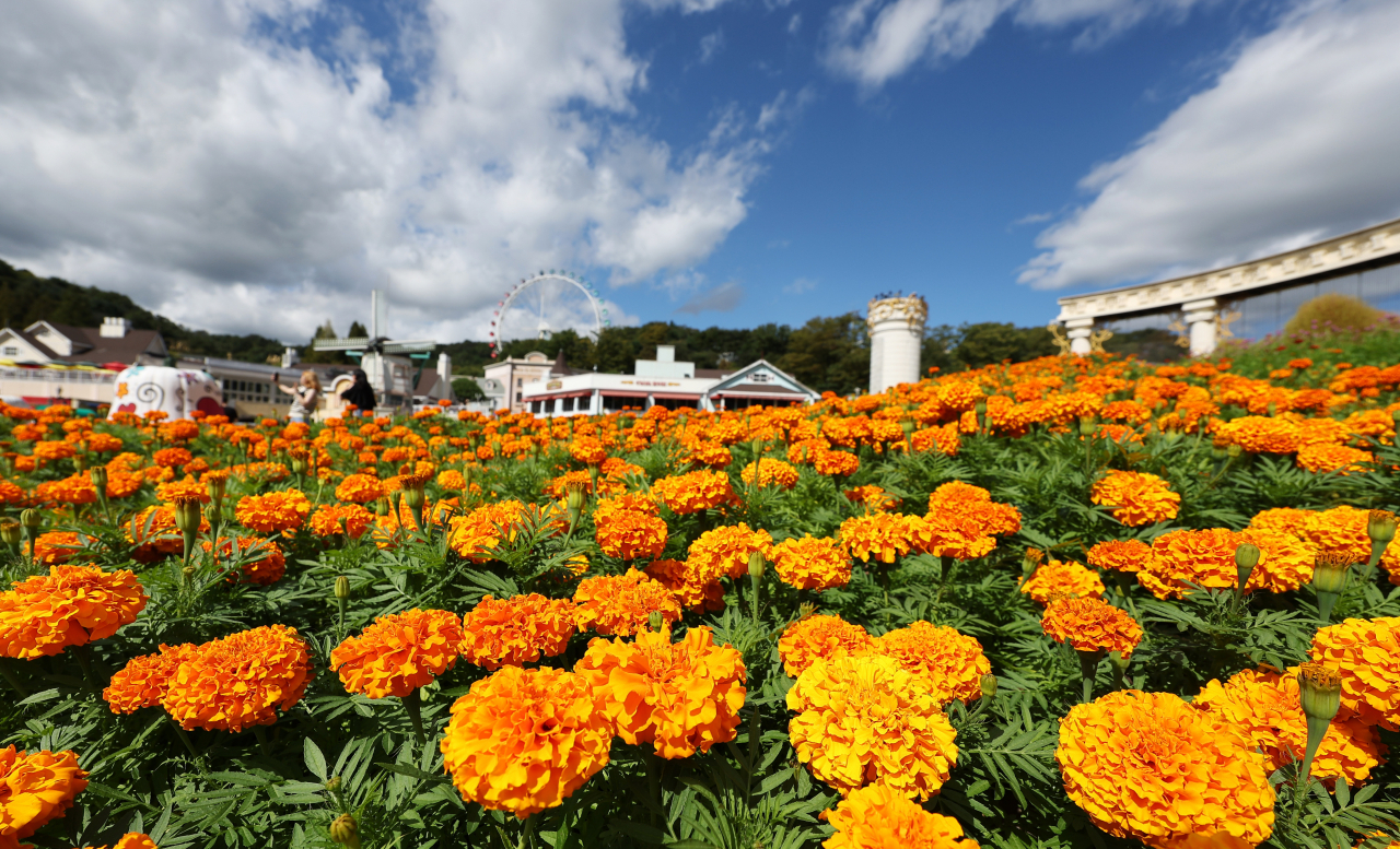 Marigold flowers are in full bloom under the clear autumn sky at Everland in Yongin, 60 km south of Seoul, on Monday. (Yonhap)