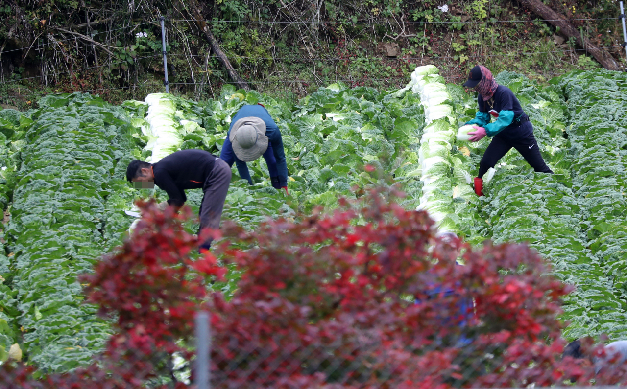Foreign workers harvest cabbages at a farm located in Hongcheon, Gangwon Province, Oct. 3. (Yonhap)