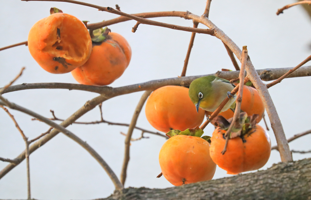 In this photo taken on October 12, a white-eye, a resident bird in Korea, pecks well-ripen persimmons in Halla arboretum on Jeju Island. (Yonhap)